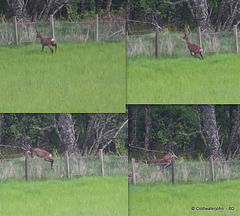 Roe Deer Clearing the Fence