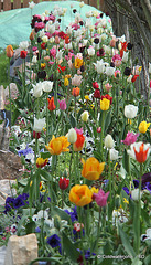 The Tulip "Trench"