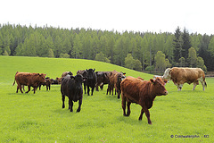 The Calves' Field #2