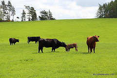 The Calves' Field #1