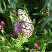 Papillon sauvage des contrées de Haute-Loire : Le demi deuil