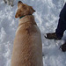 Tucker In The Snow (3496)