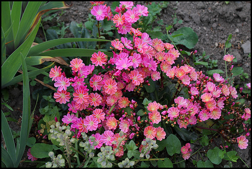Lewisia Lewisia