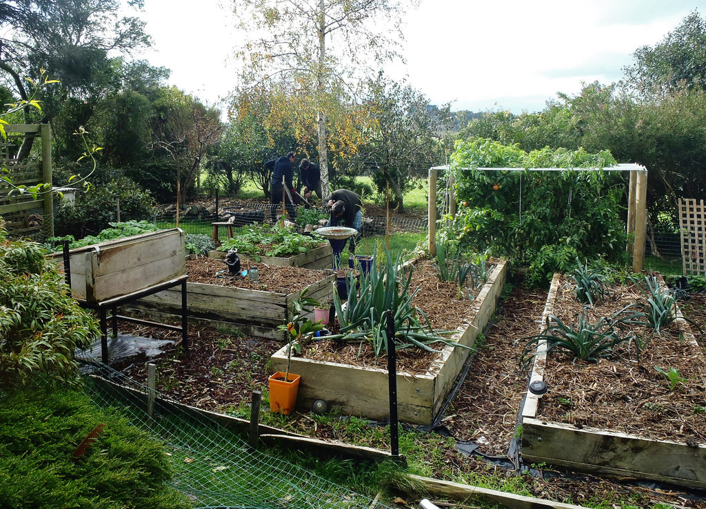 removing old vegie garden fence