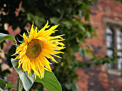 Lambeth Palace and sunflower