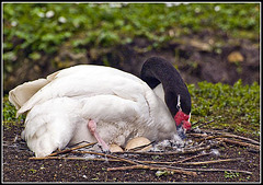 Black Necked Swan with eggs