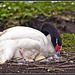 Black Necked Swan with eggs