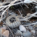 Tucki Mine Road - Baby Rattlesnake (3089)