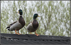Mallards on a roof