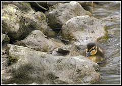 Duckling  looking for Mum