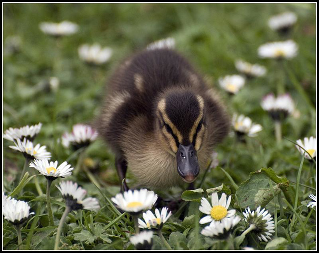 Duckling among the daisies