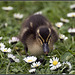 Duckling among the daisies