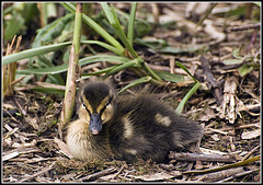 Duckling at rest