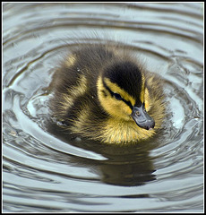 Duckling in the swim