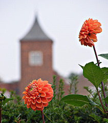 Tower and flower