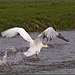 Swan chasing goose