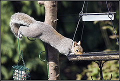 Grey Squirrel on bird feeder