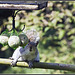 Grey Squirrel on bird feeder