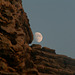 Moon on the Rocks