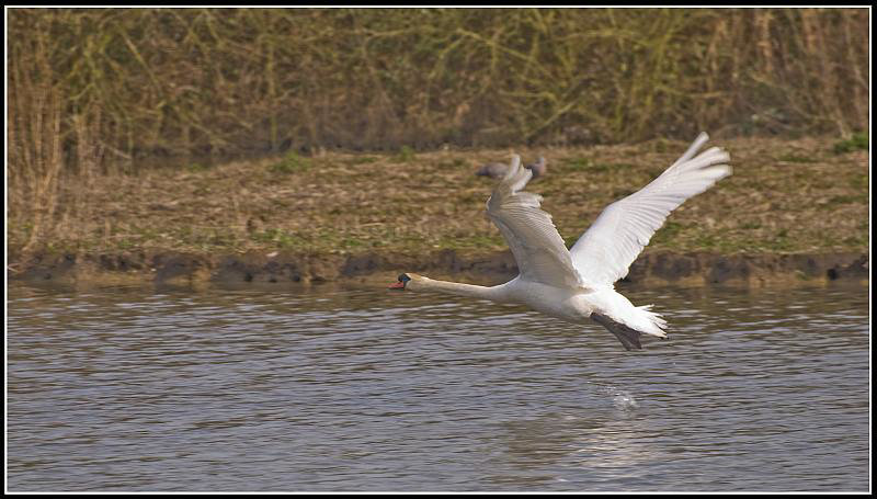 Swan - Take off