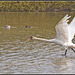 Swan - Take off