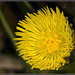 Smooth_Sow_Thistle (I think?)