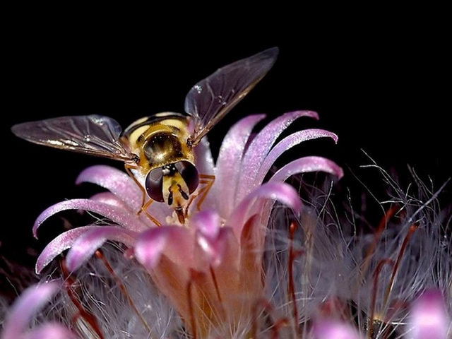 Abeille au travail Abeille au travail