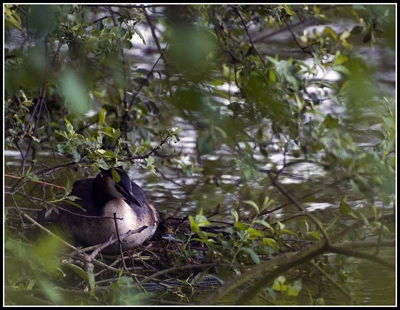 Great Crested Grebe on the nest