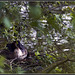 Great Crested Grebe on the nest