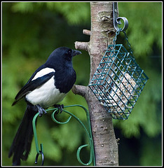 Magpie on feeder