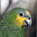 Orange Winged Amazon Parrot