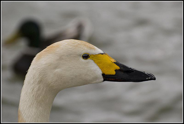 Bewicks Swan