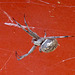 Spider (1422)