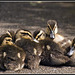 A pile of baby ducks