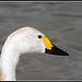 Bewicks Swan
