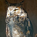 Owl (1424)