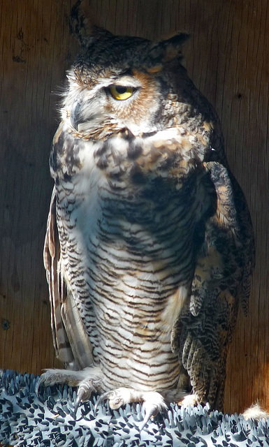 Owl (1425)