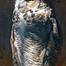 Owl (1425)