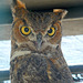 Owl (1444)