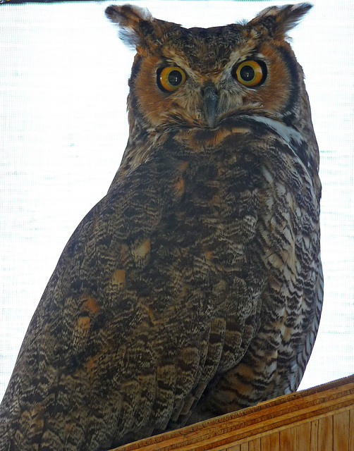 Owl (1445)