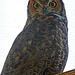 Owl (1445)