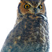 Owl (1446)