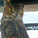 Owl (1447)