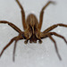 Nursery Web Spider on Ice 2