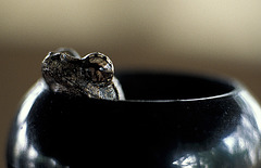 Frog in a Pepperpot
