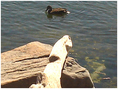 Phallus rocheux et canard.  /  Rocky phallus and duck  -  Dans ma ville - Hometown -  Avril 2008.