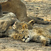 Well Fed Lion Cubs