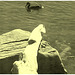 Canard et phallus rocheux - Duck and rocky phallus - Dans ma ville  /  Hometown - Photo ancienne avec photofiltre
