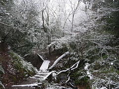 Hastings Country Park Snowy Glen 2