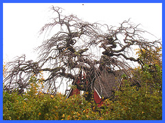 Arbre maléfique - Evil Swedish tree